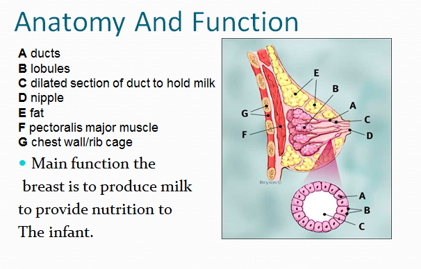 Breast- Definition, Structure, Functions and Breast Cancer